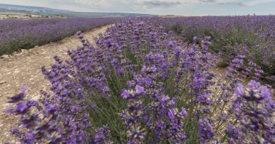 Лавандовая ферма Viva lavanda (вива лаванда)